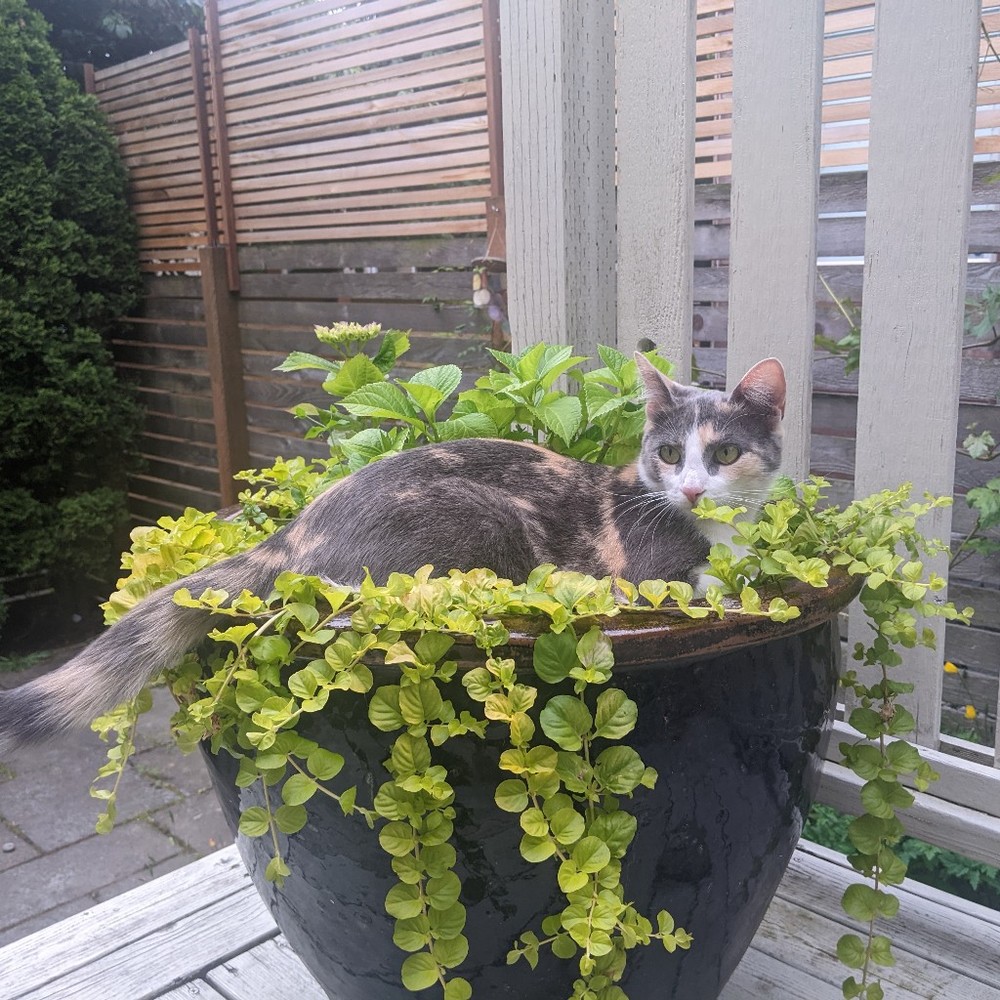 Meet your Posher, Zoe